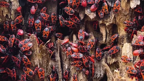 Firebugs on Wood with Closeup. Stock Footage 307263743