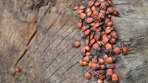 Firebugs on Wood Stock Footage 127399187