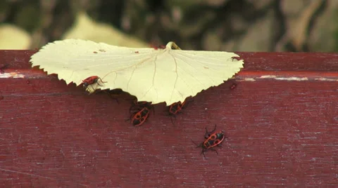 Firebugs on a yellow leaf, Pyrrhocoris apterus, autumn, fall season, insects Stock Footage 32111854