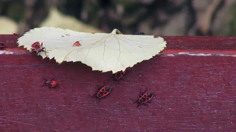 Firebugs on a yellow leaf, Pyrrhocoris apterus, autumn, fall season, insects Stock Footage 35599229