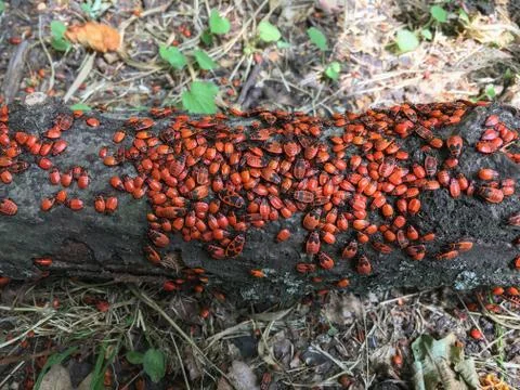 Firebugs(Pyrrhocoris apterus) colony on the log. Stock Photos