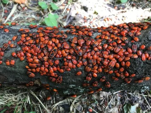 Firebugs(Pyrrhocoris apterus) colony on the log. Stock Photos