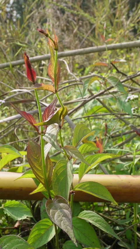 Firebush Reddish Leaf Tips Video stock 333908450
