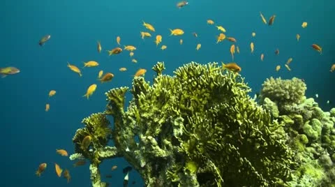 Firecoral with Anthias Stock Footage 12332375
