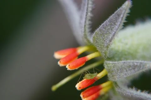 Firecracker Flower with Aphid Macro Shot Stock Photos