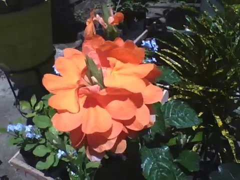 The firecracker flower is special, because it makes beautiful orange flowers Stock Footage 162146972