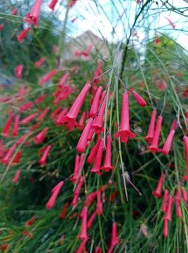FIRECRACKER FLOWERS Stock Photos