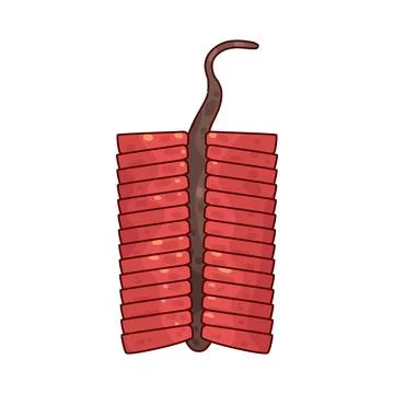 Firecracker illustration 스톡 일러스트