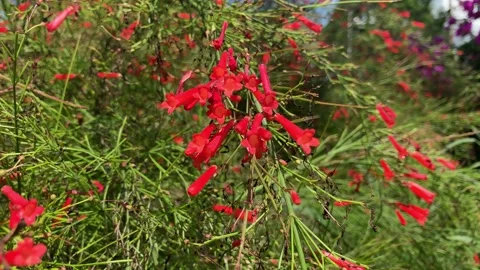 Firecracker plant 스톡 동영상 132516091