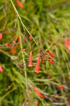 Firecracker plant Stock Photos