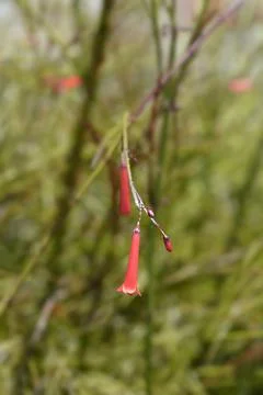 Firecracker plant Stock Photos
