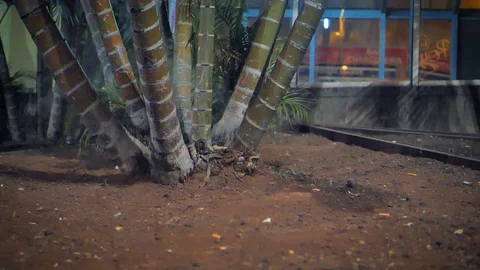 A firecracker violently explodes on the base of a clump of palm trees. Stock Footage 115509109