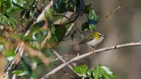 Firecrest perched on the branch observing Stock Photos