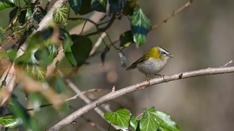 Firecrest perched on the branch observing Stock Photos