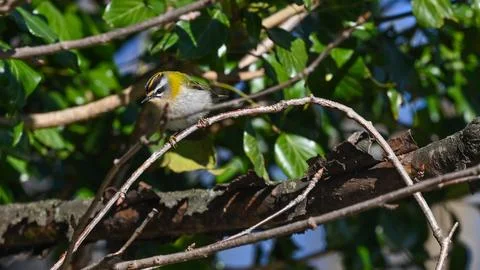 Firecrest perched on the branch observing Stock Photos