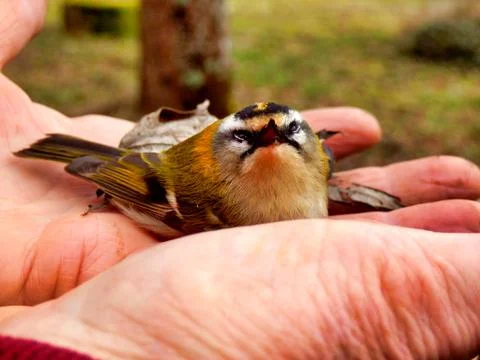 Firecrest Stock Photos