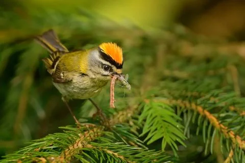 Firecrest - Regulus ignicapilla with the orange crest and his pray in the for Stock Photos