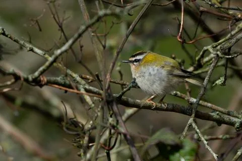 Firecrest-Regulus ignicapilla. Stock Photos