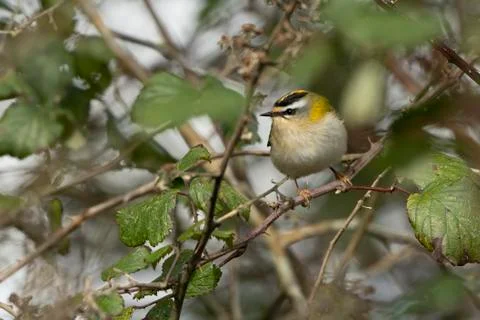 Firecrest-Regulus ignicapilla. Stock Photos