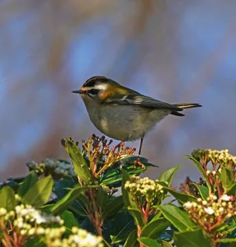 Firecrest-Regulus ignicapilla. Stock Photos
