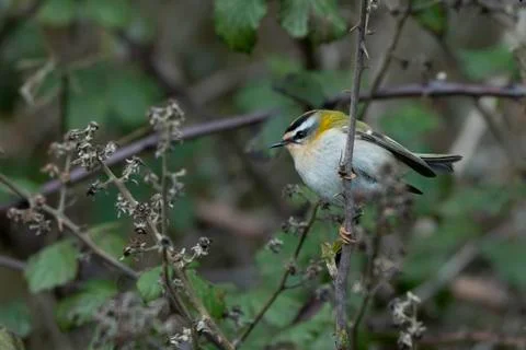 Firecrest-Regulus ignicapilla. Stock Photos