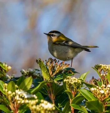 Firecrest-Regulus ignicapilla. Stock Photos