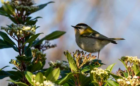 Firecrest-Regulus ignicapilla. Stock Photos