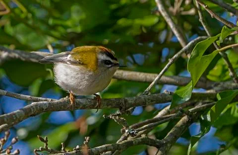 Firecrest-Regulus ignicapilla. Foto stock