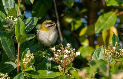 Firecrest-Regulus ignicapilla. Stock Photos