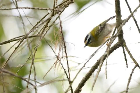 Firecrest, Regulus ignicapilla Stock Photos