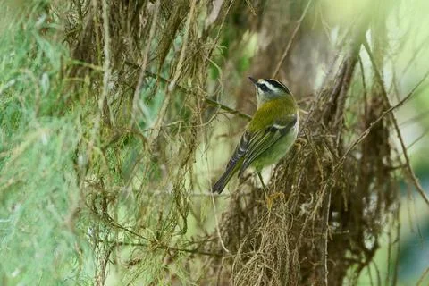 Firecrest, Regulus ignicapilla Foto stock