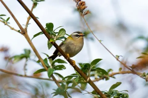 Firecrest-Regulus ignicapilla. Stock Photos
