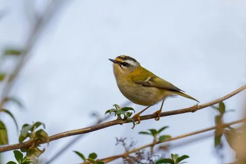 Firecrest-Regulus ignicapilla. Stock Photos