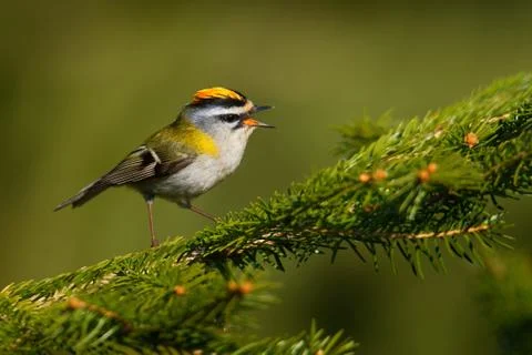 Firecrest - Regulus ignicapilla small forest bird with the yellow crest singi Stock Photos