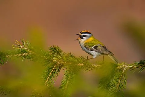 Firecrest - Regulus ignicapilla small forest bird with the yellow crest singi Stock Photos