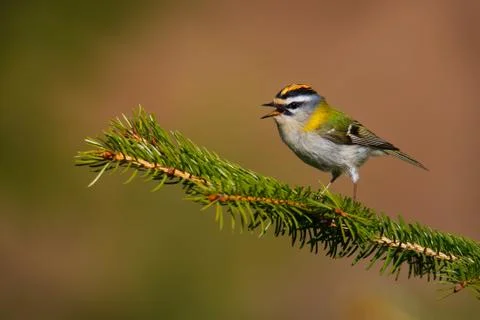Firecrest - Regulus ignicapilla small forest bird with the yellow crest singi Stock Photos