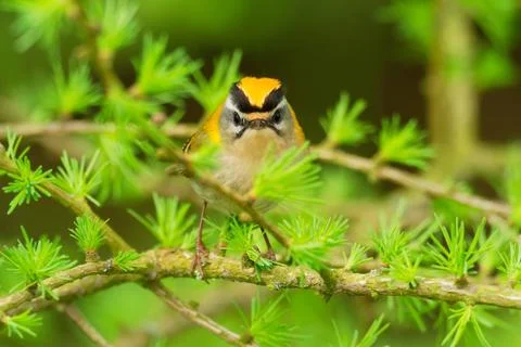 Firecrest - Regulus ignicapilla small forest bird with the yellow crest singi Stock Photos