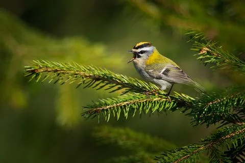 Firecrest - Regulus ignicapilla small forest bird with the yellow crest sin.. Stock Photos