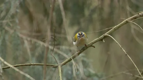 Firecrest. Singing bird in spring forest. Bird song, mating call. Regulus Stock Footage 154153260