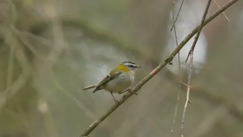Firecrest. Singing bird in spring forest. Bird song, mating call. Regulus Stock Footage 154153434