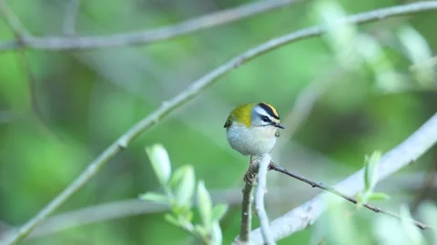 Firecrest singing on a spring evening in a boreal forest Stock Footage 246871398