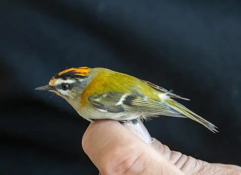 Firecrest in Skane Sweden Stock Photos