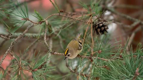 A firecrest on a tree at january in jena Stock Photos