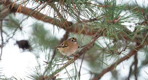 A firecrest on a tree at january in jena Stock Photos