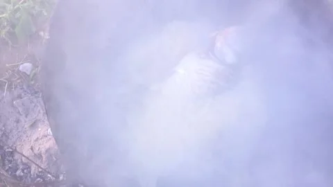 Fired fish Stock Footage 200787828