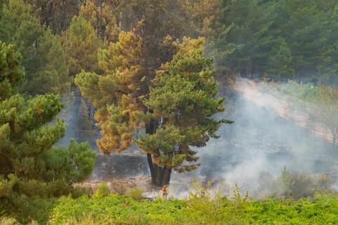 Firefighter battling wildfire in burning pine forest Stock Photos