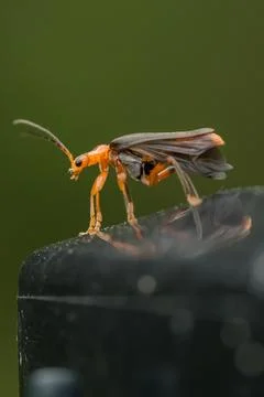 Firefighter Beetle on Black Surface Stock Photos