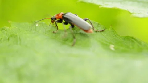 Firefighter beetle macro 库存影片 149599247