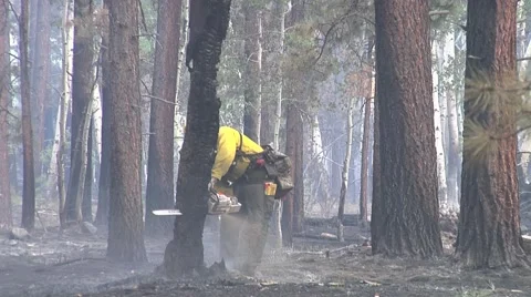 Firefighter with chain saw dropping burnt tree Stock Footage 40753813