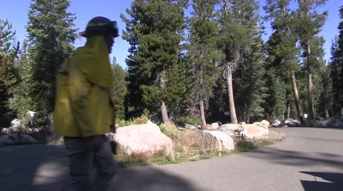 Firefighter checking his map and compass Video stock 41718356